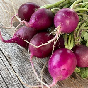 Organic PURPLE Plum RADISH Rare Heirloom Mild Best Tasting Seeds