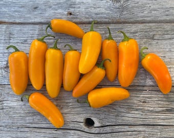 Organic GOURMET JALAPENO Orange Unique Rare Delicious Citrusy Hot Sauce Pepper Seeds Best Seller