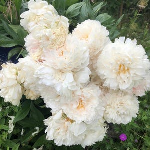 May include: A cluster of white peonies with ruffled petals, some tinged with pale pink and yellow centers. The flowers are surrounded by lush green foliage, creating a natural and elegant floral arrangement.