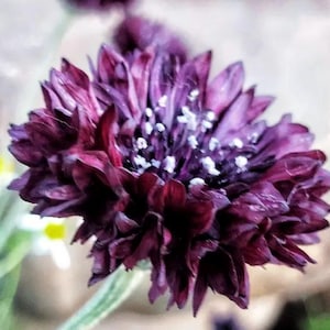 Black Bachelor Button Jaarlijkse Lentestek Cottage Garden Seeds