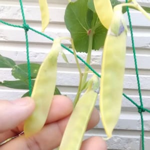 Sementes orgânicas de ervilhas douradas Heirloom Sweet Mild RARAS