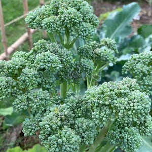 May include: Close-up of a green broccoli plant with multiple florets, showing the intricate detail of the small buds.