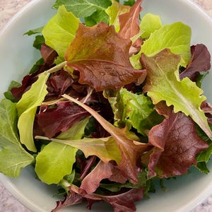 Organic Ruby REDS LETTUCE Mix Gourmet Quality Custom Blend Heirloom Seeds