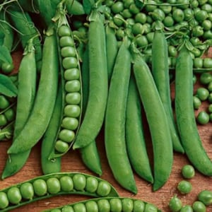 Organic Progress Shelling Peas Laxton&#39;s Fresh Flavorful Sweet Heirloom