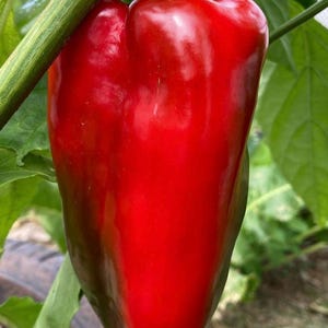Organic Apple Sweet Red Pepper Seeds Rare Unique Superior Flavor