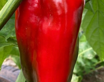 Organic Apple Sweet Red Pepper Seeds Rare Unique Superior Flavor