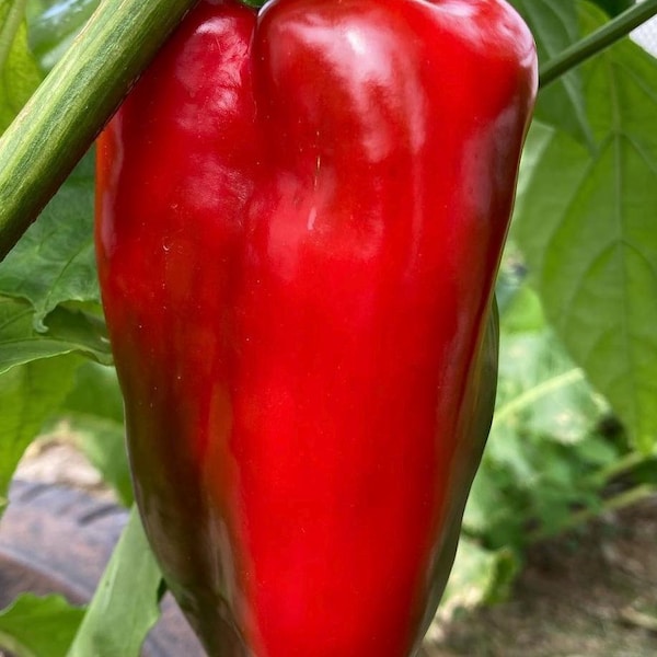 Organic Apple Sweet Red Pepper Seeds Rare Unique Superior Flavor