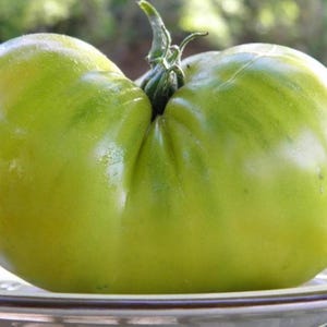 Organic Aunt Ruby&#39;s German Beefsteak Heirloom Tomato Rare Seeds Superior Flavor