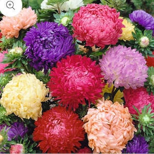 Aster Seeds Cottage Cutting Garden eenjarige bloemen