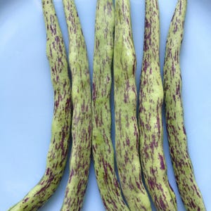 Organic Rattlesnake Pole Beans Best Tasting Juicy Vigorous Huge Pods and Plants