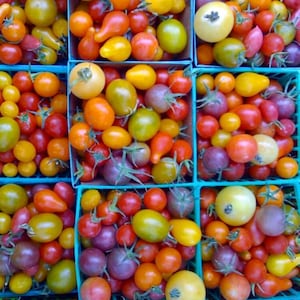Rainbow Cherry Tomato Seeds | Organic Vegetable Seeds | Heritage Seeds | Red Cherry Tomato | Market Garden Seeds | Purple Tomato Seeds