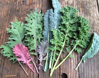 Organic Kale Custom Mix Rare Heirloom Variety Seeds