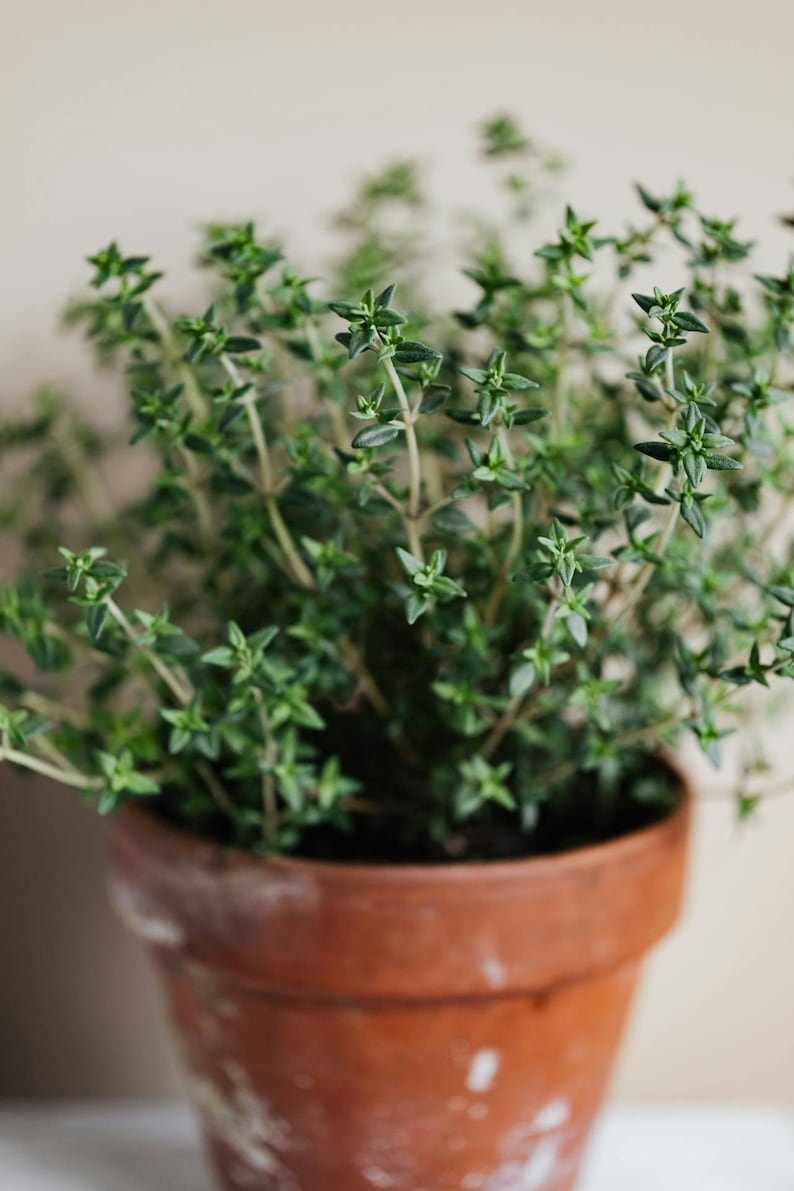 May include: A terracotta pot containing a lush thyme plant. The thyme plant has many small, vibrant green leaves and stems. The pot shows signs of age and wear, adding to its rustic charm. The thyme plant is a popular culinary herb known for its distinct aroma and flavor. This image showcases the plant's healthy growth and the beauty of a simple, potted herb.