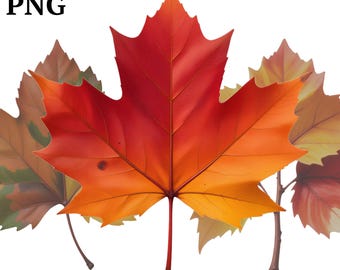 Autumn Leaves Clipart: Fall Maple Leaf PNG Graphics (Commercial Use, Digital Download)