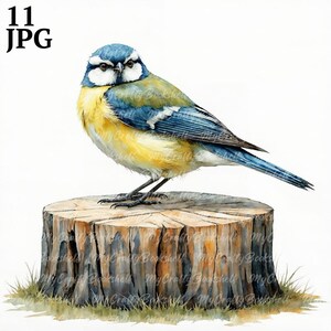 11 Clipart oiseau mésange bleue, mésange bleue eurasienne, clipart aquarelle imprimable, fichiers JPG de haute qualité, téléchargement numérique, créations en papier, journaux indésirables