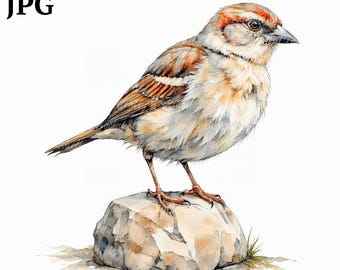 Clipart de gorrión en acuarela: PNG de aves imprimibles (descarga digital)