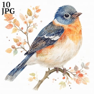 10 cliparts oiseaux scandinaves, oiseau floral, clipart aquarelle imprimable, fichiers JPG de haute qualité, téléchargement numérique, créations en papier, journaux indésirables