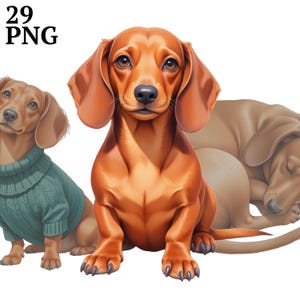 29 clipart de dachshund, clipart de cachorro salsicha, PNG de alta resolução para diário de lixo, scrapbook, artesanato, download digital, uso comercial