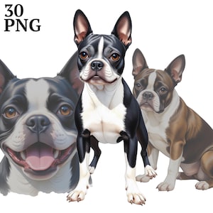 30 clipart de cachorro Boston Terrier, clipart fofo de Boston Terrier PNG, download digital, uso comercial, álbum de recortes, diário de lixo, artesanato