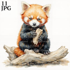 11 cliparts bébé panda roux, clipart aquarelle imprimable, fichiers JPG de haute qualité, téléchargement numérique, haute résolution, créations en papier, journaux indésirables