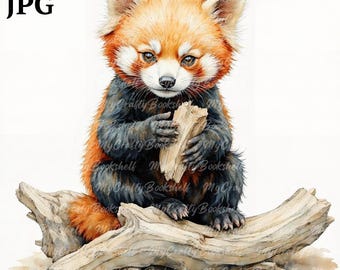 Roter Panda Baby Aquarell Clipart - Hochauflösende PNGs (Digitaler Download)