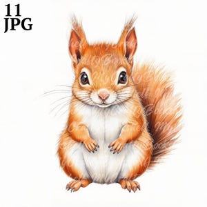 11 Clipart bébé écureuil mignon, clipart aquarelle imprimable, JPG/JPG de haute qualité, téléchargement numérique, haute résolution, créations en papier