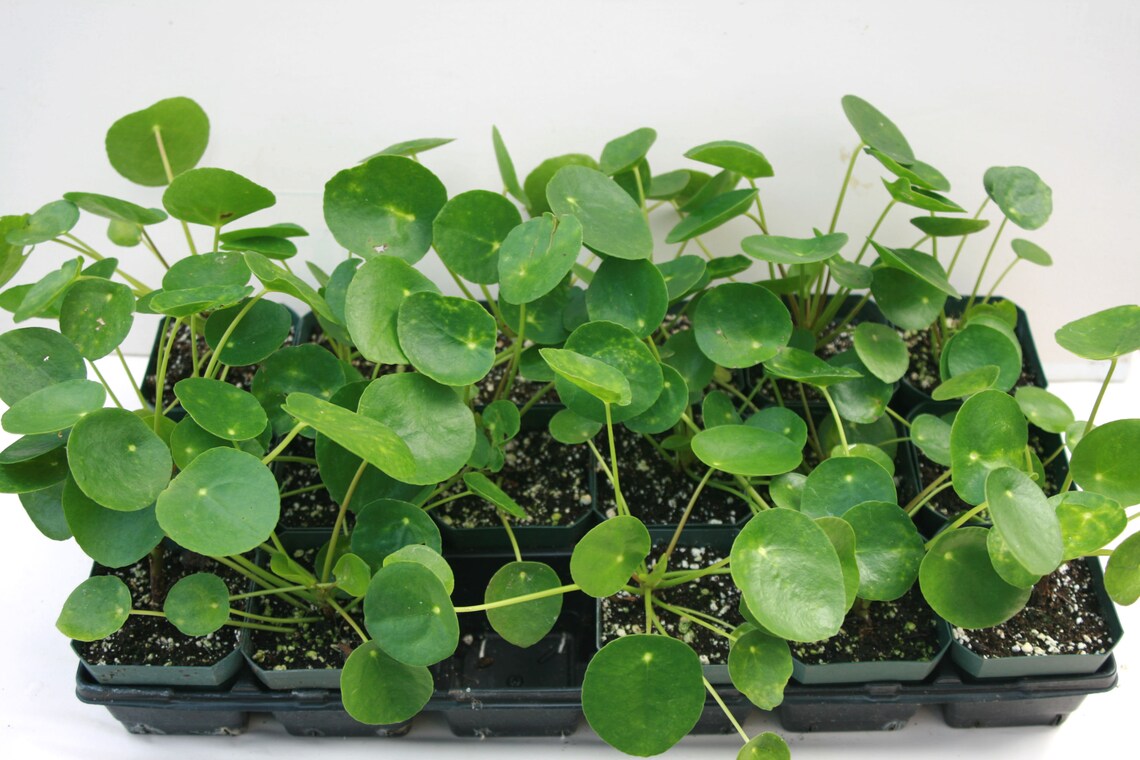 Pilea peperomioides aka Sharing plant/Chinese Money Etsy