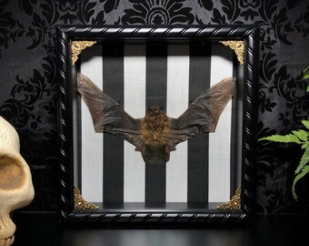 Stripe Taxidermy Bat Shadowbox - Real Bat - Gothic Home Decor - Gothic Gift - Curiosities - Gothic Gift