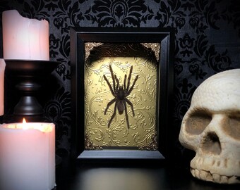 Custom Taxidermy Tarantula Shadowbox - Mounted Insect - Gothic Home Decor - Entomology - Gothic Decor - Curiosities - Gothic Gift