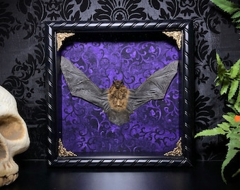 Dark Purple Taxidermy Bat Shadowbox - Real Bat - Gothic Home Decor - Gothic Gift - Curiosities - Gothic Gift