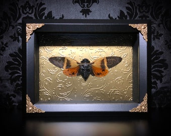 Black and Orange Cicada Taxidermy Shadowbox - Mounted Cicada - Gothic Gift - Insect Display - Gothic Decor - Curiosities