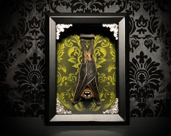 Green Taxidermy Bat Shadowbox - Bat Gift - Gothic Gift - Gothic Decoration - Halloween Decoration - Bat Decoration - Real Bat