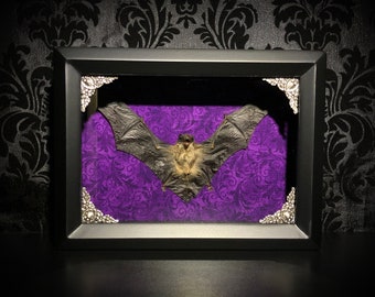 6x8 Taxidermy Bat Shadowbox with Spread Lesser Bamboo Bat on Purple Fabric