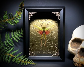 Taxidermy Grasshopper Shadowbox - GOLD - Mounted Insect - Gothic Home Decor - Entomology - Gothic Decor - Curiosities