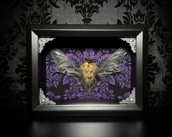 Purple & Black Damask Taxidermy Bat Shadowbox with Bamboo Bat - Gothic Home Decor- Gothic Gift - Halloween Decoration