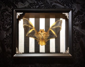 Black and White Stripe Taxidermy Bat Shadowbox - Bat Decoration - Real Bat - Gothic Gift - Gothic Decor - Oddities