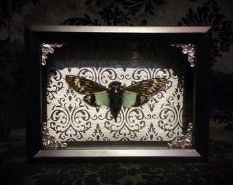 6x8 Taxidermy Cicada Shadowbox - Blue Winged - Mounted Cicada - Gothic Gift - Entomology - Insect - Gothic Decor - Curiosities