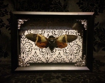 6x8 Taxidermy Cicada Shadowbox - Black and Orange - Mounted Cicada - Gothic Gift - Entomology - Insect - Gothic Decor - Curiosities