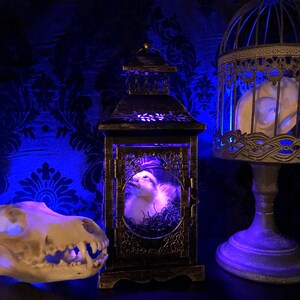 Taxidermy Duckling Lantern // Taxidermy Duck // Curiosities // Halloween Decoration // Oddities // Gothic Decor // Baby Duck image 8