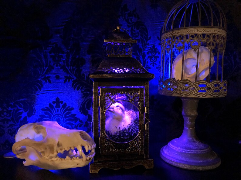 Taxidermy Duckling Lantern // Taxidermy Duck // Curiosities // Halloween Decoration // Oddities // Gothic Decor // Baby Duck image 8