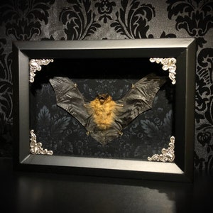 Custom 6x8 Taxidermy Bat Shadowbox with Bamboo Bat Gothic Home Decor Halloween Decoration image 3