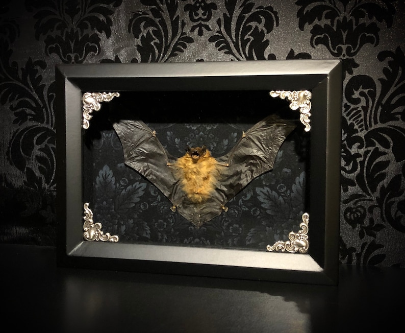 Custom 6x8 Taxidermy Bat Shadowbox with Bamboo Bat Gothic Home Decor Halloween Decoration image 3