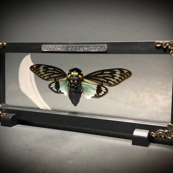 Grande cigale ailée bleue dans un cadre flottant - Décoration de maison gothique - Taxidermie - Insecte monté - Entomologie - Cadeau gothique - Curiosités