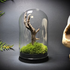 Pheasant Claw Dome Display // Gothic Home Decor // Oddities and Curiosities // Gothic Gift // Cabinet of Curiosities