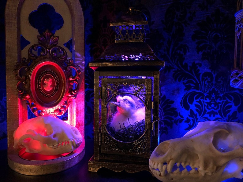 Taxidermy Duckling Lantern // Taxidermy Duck // Curiosities // Halloween Decoration // Oddities // Gothic Decor // Baby Duck image 2