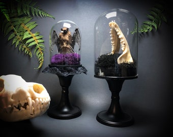 Raccoon Jaw Pedestal Dome Display // Gothic Home Decor // Oddities and Curiosities // Gothic Gift // Cabinet of Curiosities