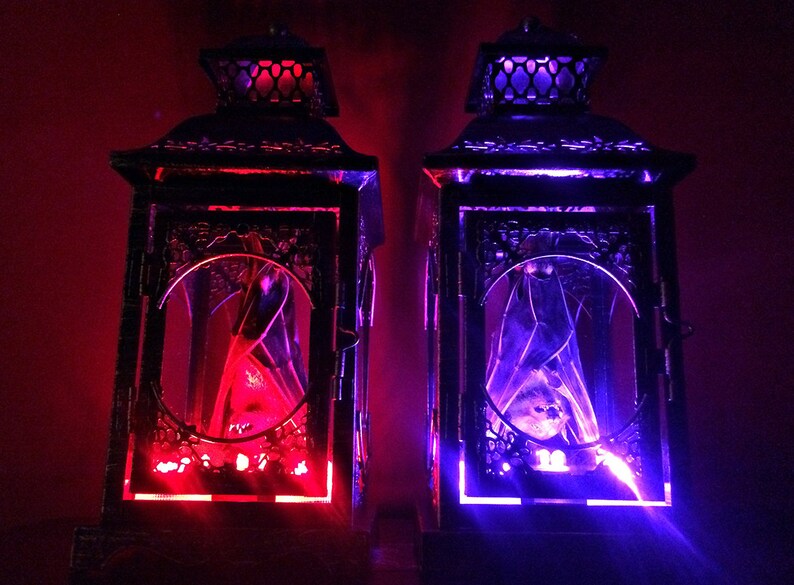 Light Up Taxidermy Bat Lantern // Halloween Decoration // Real Bat // Oddities // Bat Decoration // Gothic Home Decor // Bat Gift image 1