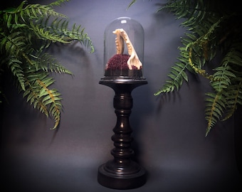 Large Brown Raccoon Jaw Pedestal Dome Display // Gothic Home Decor // Oddities and Curiosities // Gothic Gift // Cabinet of Curiosities