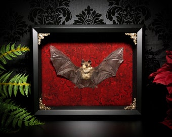 11x9 Taxidermy Bat Shadowbox on Red Scroll Fabric - Gothic Home Decor- Oddities and Curiosities - Bat Decoration