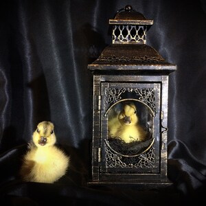 Taxidermy Duckling Lantern // Taxidermy Duck // Curiosities // Halloween Decoration // Oddities // Gothic Decor // Baby Duck image 9